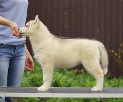 Сибирский хаски сука (питомник) - 2