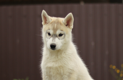 Сибирский хаски сука (питомник) - 3