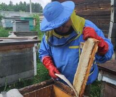 Продам натуральный мед - 3