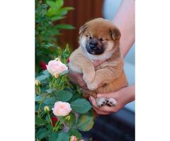 Продам Щенки сиба ину от титулованных родителей РКФ - 2