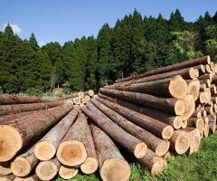 Пиловочник, кругляк, лес, древесина - 2