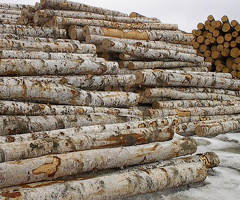 Пиловочник, кругляк, лес, древесина - 3