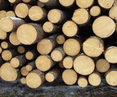 Пиловочник, кругляк, лес, древесина - 4